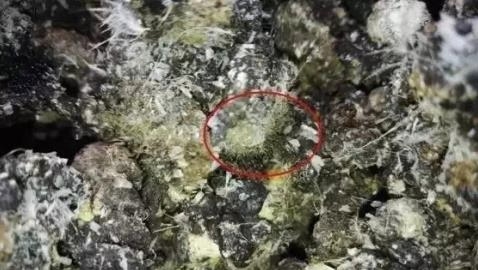 La situación actual de hígado graso de las ponedoras y la solución con ácidos biliares - Image 5