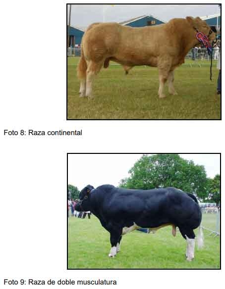 Cómo ofrecer al mercado animales con buena calidad de res y carne - Image 11