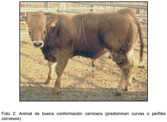 Cómo ofrecer al mercado animales con buena calidad de res y carne - Image 4