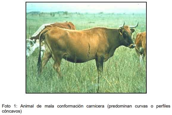 Cómo ofrecer al mercado animales con buena calidad de res y carne - Image 3