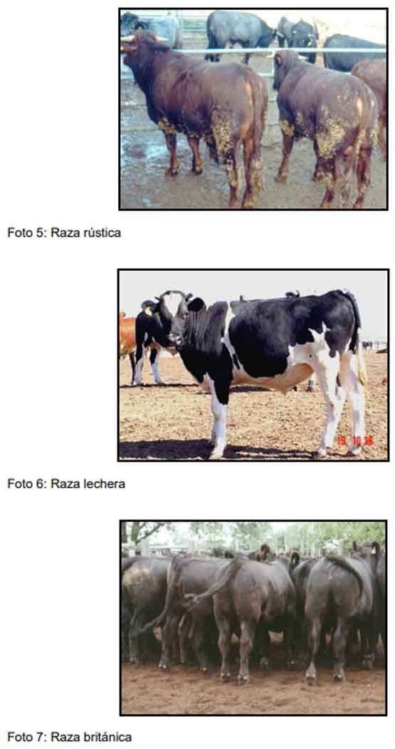Cómo ofrecer al mercado animales con buena calidad de res y carne - Image 10