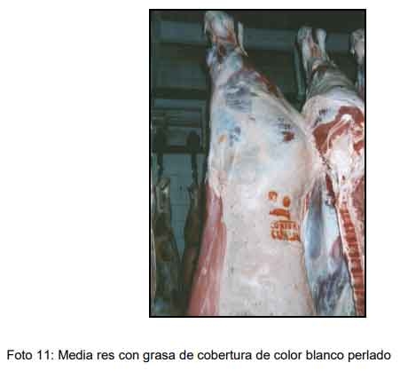 Cómo ofrecer al mercado animales con buena calidad de res y carne - Image 13