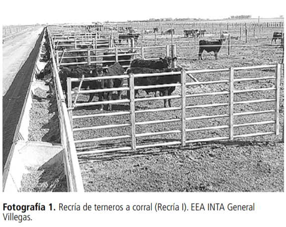 Recría de terneros a corral: ganancia de peso, peso de ingreso, manejo de la alimentación - Image 1