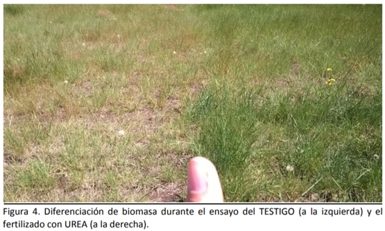 Ensayo exploratorio de fertilización inorgánica sobre agropiro alargado con dos fuentes nitrogenadas en ambiente semiárido - Image 4
