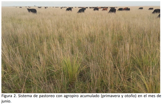 Ensayo exploratorio de fertilización inorgánica sobre agropiro alargado con dos fuentes nitrogenadas en ambiente semiárido - Image 2