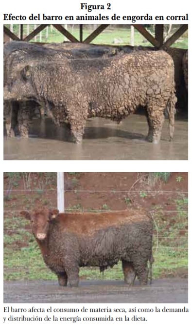 Efectos del clima sobre la producción bovina: aspectos generales, índices de confort y medidas de mitigación - Image 2