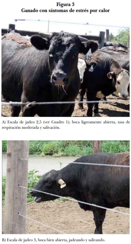 Efectos del clima sobre la producción bovina: aspectos generales, índices de confort y medidas de mitigación - Image 6