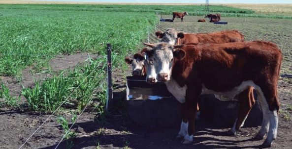 Evaluación de novillos sobre sorgo forrajero con distintas cargas y tipos de suplementación - Sistemas de engorde de novillos sobre verdeos anuales estivales en la región de basalto - Image 31