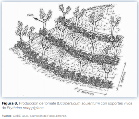 Sistemas agroforestales en Mesoamérica para la restauración de áreas degradadas - Image 11