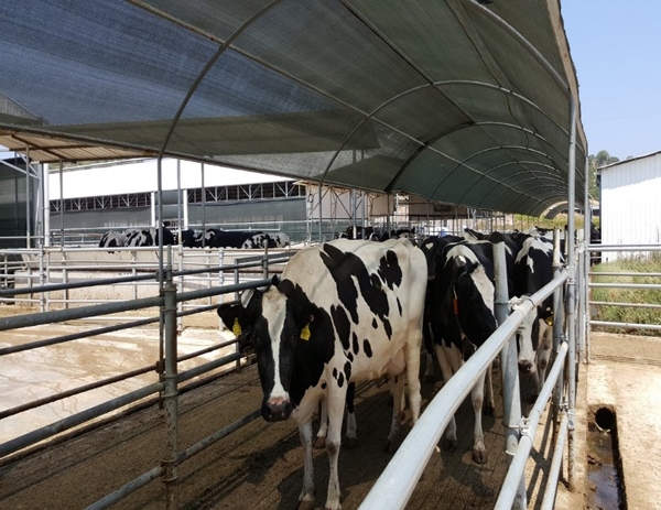 Reflexiones e ideas sobre algunos factores que pueden afectar la efectividad de mitigación del estrés por calor en granjas lecheras - Image 1