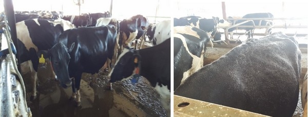 Reflexiones e ideas sobre algunos factores que pueden afectar la efectividad de mitigación del estrés por calor en granjas lecheras - Image 6