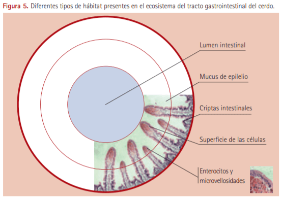 Los probióticos en la ganadería porcina. Importancia de su utilización eficiente - Image 4
