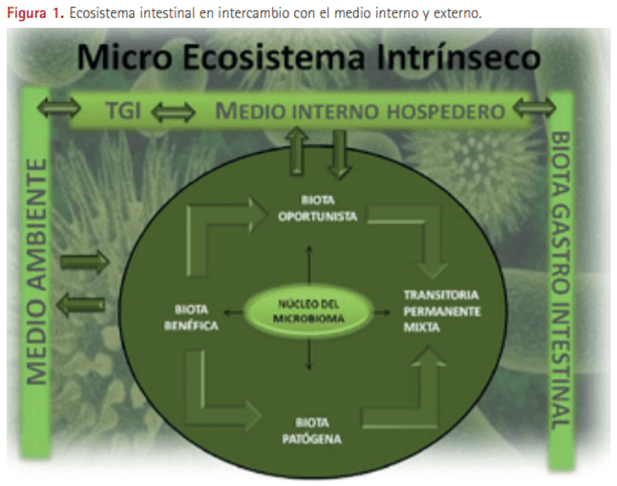 Los probióticos en la ganadería porcina. Importancia de su utilización eficiente - Image 1