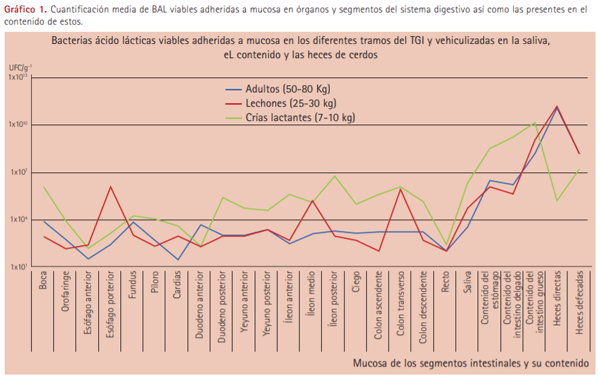 Los probióticos en la ganadería porcina. Importancia de su utilización eficiente - Image 5