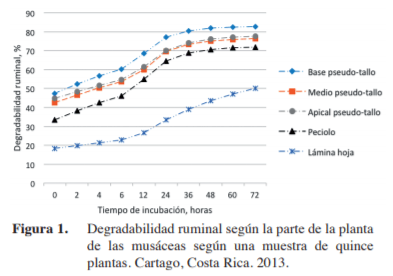 Calidad nutricional y degradabilidad ruminal de la planta del Guineo Negro (musa aaa) - Image 5