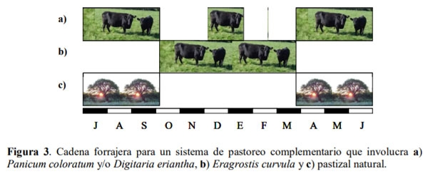 Gramíneas forrajeras perennes de crecimiento estival (C4) para la región Pampeana semiárida. En el contexto de la intensificación ganadera y del cambio climático - Image 5