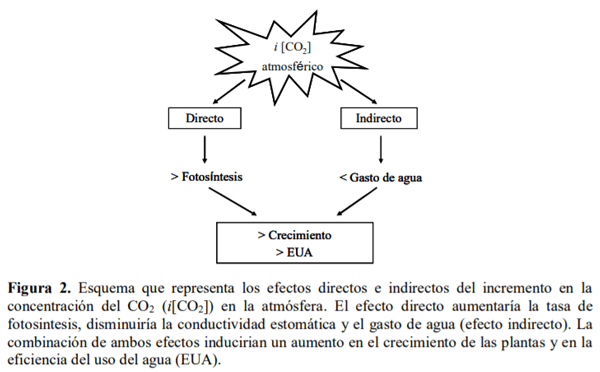Gramíneas forrajeras perennes de crecimiento estival (C4) para la región Pampeana semiárida. En el contexto de la intensificación ganadera y del cambio climático - Image 4