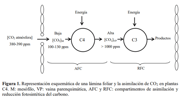 Gramíneas forrajeras perennes de crecimiento estival (C4) para la región Pampeana semiárida. En el contexto de la intensificación ganadera y del cambio climático - Image 3