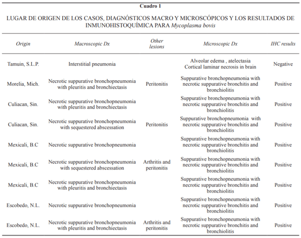 Demostración inmunohistoquímica de Mycoplasma bovis en lesiones neumónicas crónicas en ganado en corral de engorda - Image 1