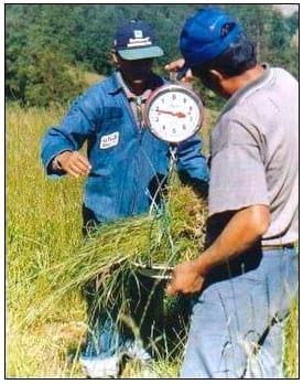 Producción de leche bajo un sistema de pastoreo intensivo de una asociación de Rye Grass- Trebol, en vacas Holstein - Image 2