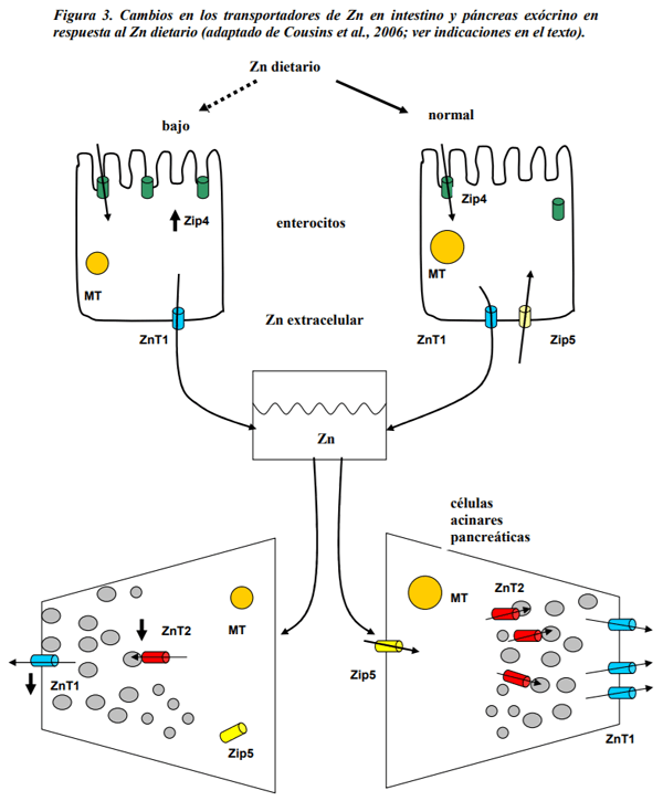 Absorción, metabolismo y homeostasis del zinc en los animales y el hombre. - Image 3