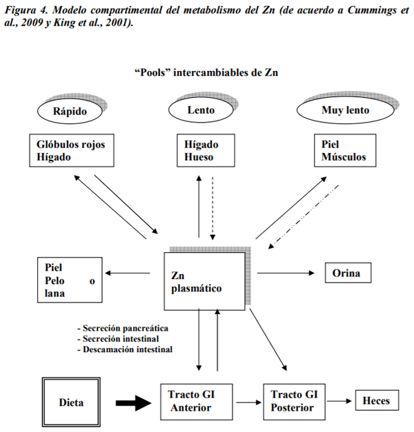 Absorción, metabolismo y homeostasis del zinc en los animales y el hombre. - Image 4