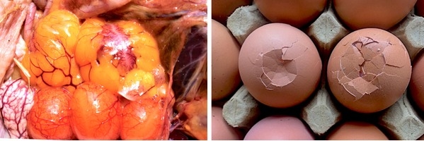 Tratamiento y control de las infecciones por Mycoplasma gallisepticum y Mycoplasma synoviae con Fumarato Hidrogenado de Tiamulina sola y en combinación con Doxiciclina - Image 1