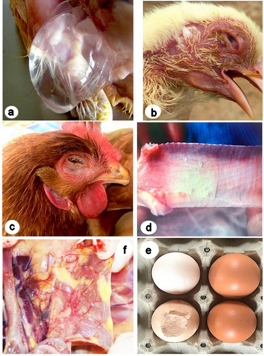 Tratamiento y control de las infecciones por Mycoplasma gallisepticum y Mycoplasma synoviae con Fumarato Hidrogenado de Tiamulina sola y en combinación con Doxiciclina - Image 1