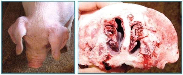 Prueba de campo comparativa para evaluar la seguridad y eficacia de diferentes vacunas frente a la Rinitis Atròfica - Image 1