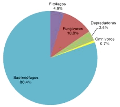 Biofumigación con Mostaza parda (Brassica juncea L. Czern.). Efecto sobre la Nematofauna del Suelo. - Image 2