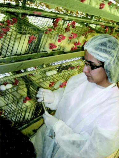Salmonella y aflatoxinas en ponedoras comerciales - Image 4