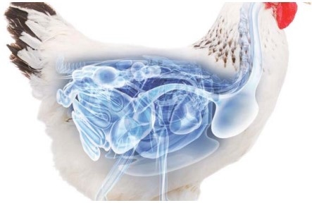 Los fructooligosacáridos - fos, una oportunidad para los desafíos de la avicultura actual - Image 1