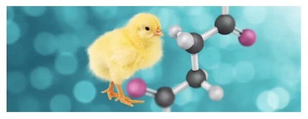 Los fructooligosacáridos - fos, una oportunidad para los desafíos de la avicultura actual - Image 2