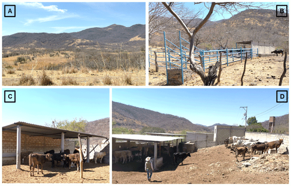 Figura 4. Características del sistema de producción bovina en Ajuchitlan y Quilamula, Municipio de Tlaquiltenago, Morelos. A) Características de los predios en los que se mantiene el ganado bovino. B) Corrales de manejo con los que cuentan algunos de los productores. C) Infraestructura de traspatio usado para desarrollar becerros destetados hasta un peso medio. D) Infraestructura de traspatio usado para brindar suplemento al ganado.