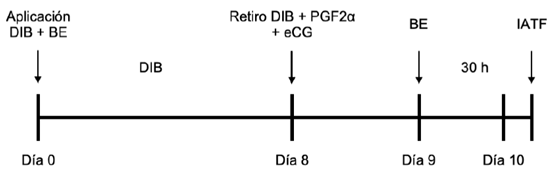 Esquema 1. Protocolo de sincronización de celo utilizando BE como inductor de la ovulación.