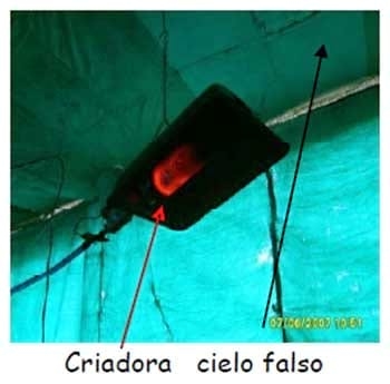 Manual práctico del pequeño productor de pollos de engorde - Image 3