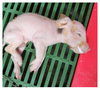 Fotos 5: Lechón con hipoglucemia