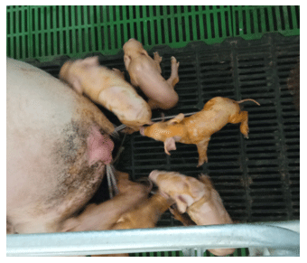 Foto 6: Variabilidad de pesos al nacimiento