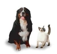 Uso de la Bupivacaína en Medicina Veterinaria: Informe Técnico Bupinex Vet - Image 2