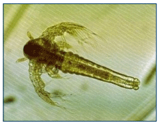 Figura 6. Artemia salina.