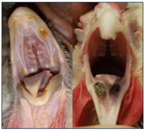 Figura 2. Lesiones orales y necrosis de toxina T-2