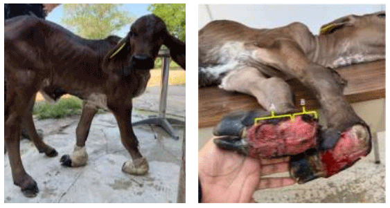 Figura 7. Lesión dorsal de la articulación de la cuartilla (A) y menudillo (B) en un caso severo no tratado de contractura de tendones flexores