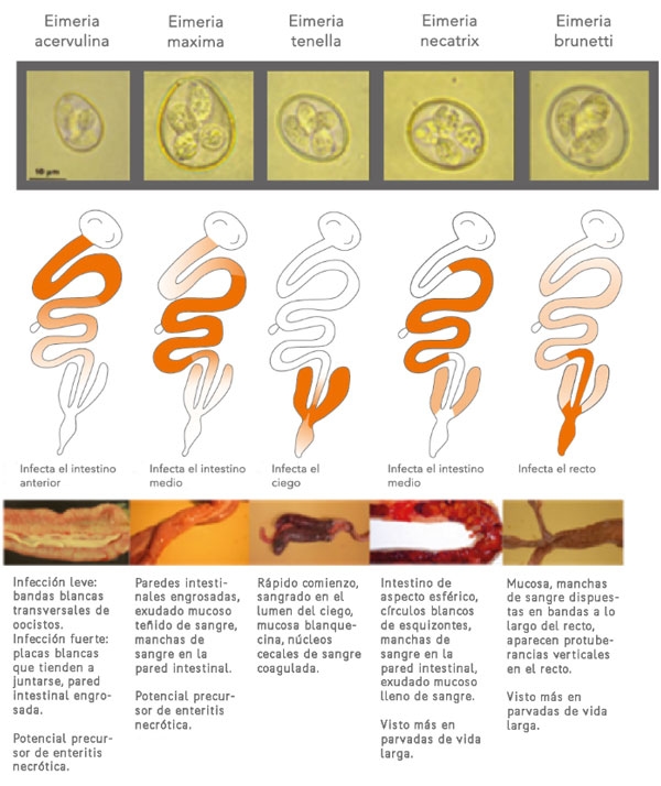 Figura 2: Las cinco especies más importantes de Eimeria (fuente: backyardchickens.com)