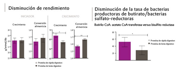 Figura 3: Impacto del exceso de proteína en la dieta de pollos de engorde (Ducatelle et al., 2016)