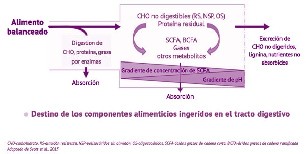 Figura 4: Destino del alimento balanceado en el tracto digestivo (Scott et al., 2013)