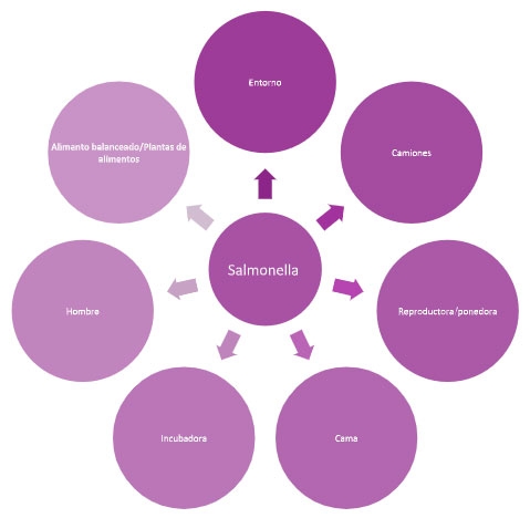 Figura 1: Principales fuentes de contaminación por Salmonella (Vetworks, 2018)