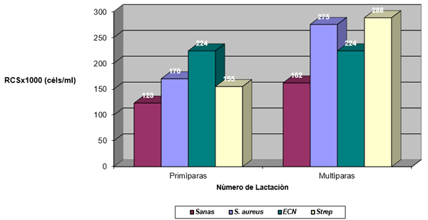 Figura 9. Media geométrica del RCS (céls/ml) en ubres sanas e infectadas por S. aureus, ECN y Streptococcus spp, según el número de lactación (primíparas y multíparas) de las vacas.