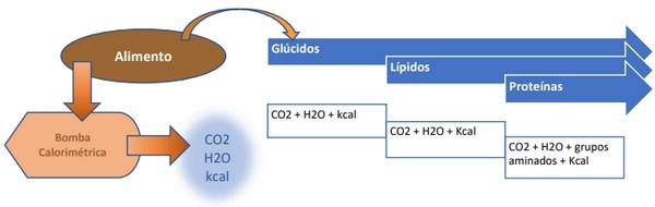 El Agua y su Estrecha Relación Agua–Alimento, en los Pollos de Engorda. (1ª Parte) - Image 1