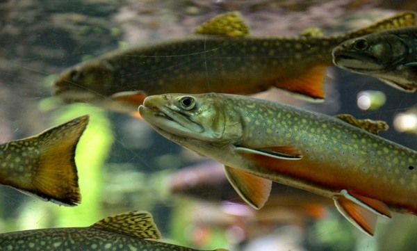 Nuevas fuentes de proteína a partir de guisantes y algas marinas para la producción orgánica de dorada y trucha arcoíris - Image 2