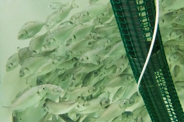 Nuevas fuentes de proteína a partir de guisantes y algas marinas para la producción orgánica de dorada y trucha arcoíris - Image 3